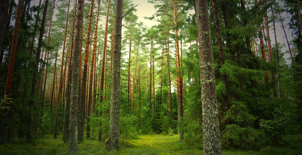 Our Commitment to FSC-Certified Art Prints