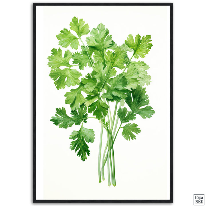 Cilantro Charm