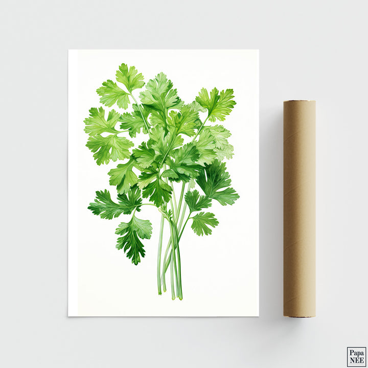 Cilantro Charm