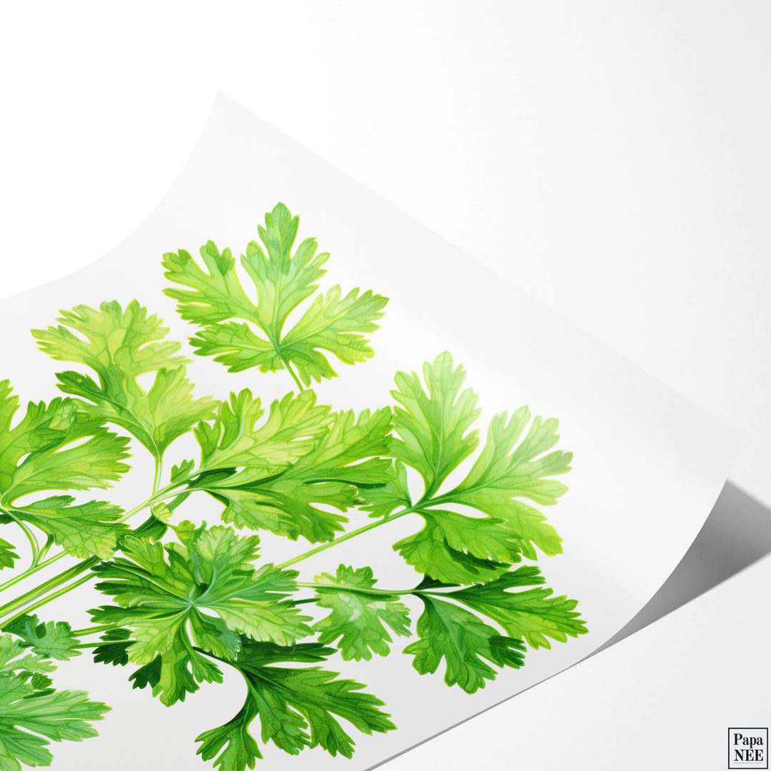 Fresh Parsley Harvest